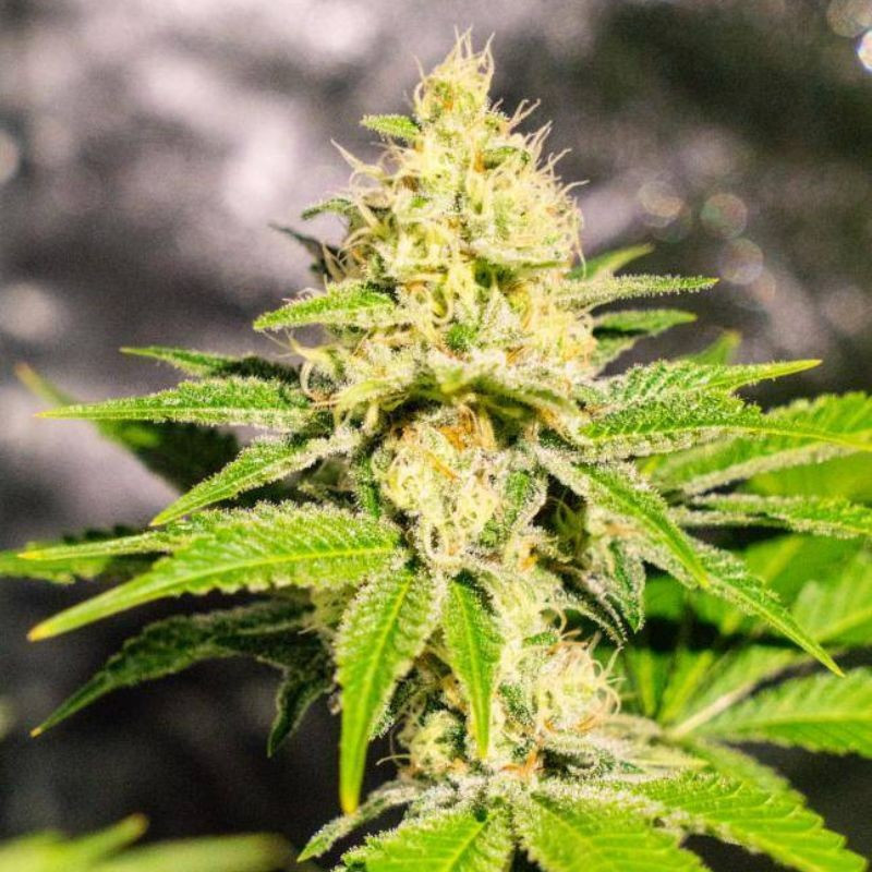 Mister Kush - Hanfsorte, Cannabissamen