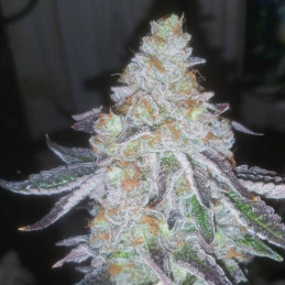 Lavender Auto - Hanfsorte, Cannabissamen