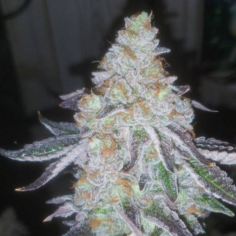 Lavender Auto - Hanfsorte, Cannabissamen