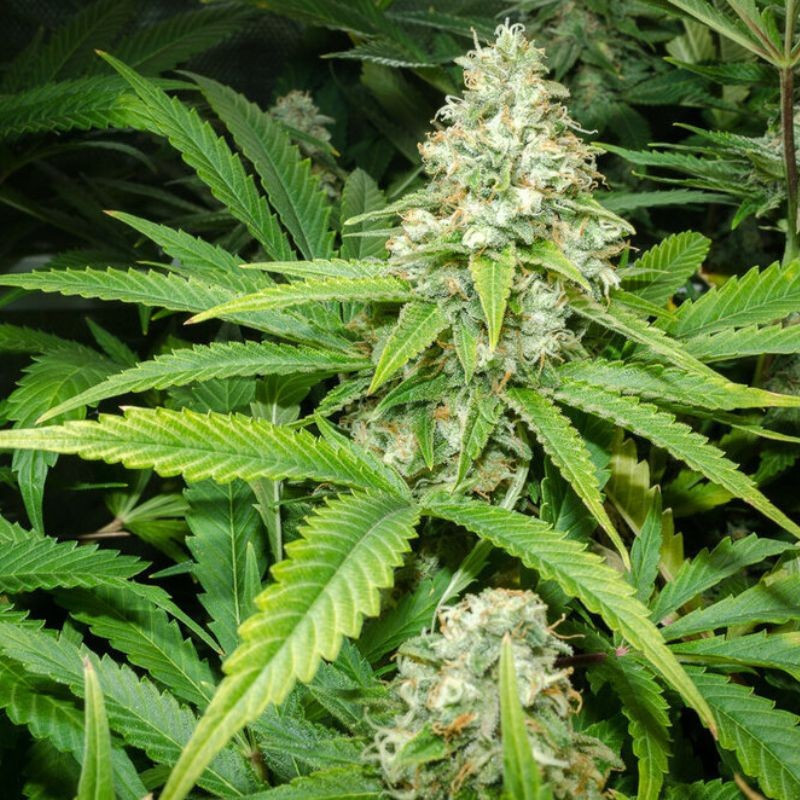 Green Skunk Auto - Hanfsorte, Cannabissamen