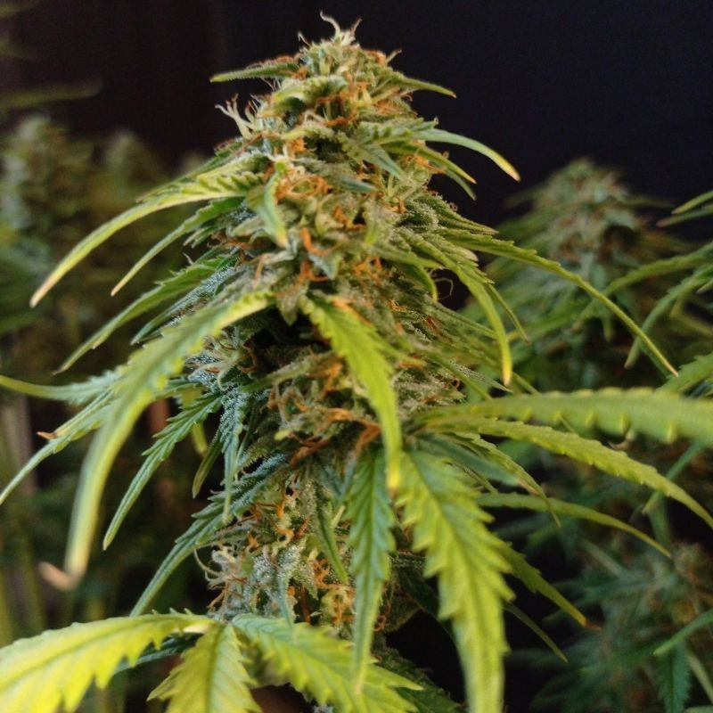 Gorilla Glue Auto - Hanfsorte, Cannabissamen