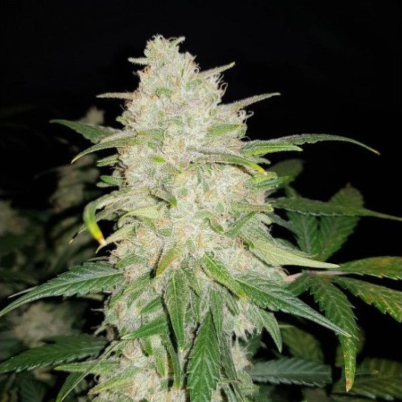 Gelato Auto - Hanfsorte, Cannabissamen