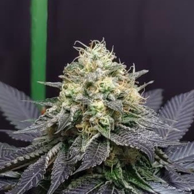 Green Crack Auto - Hanfsorte, Cannabissamen