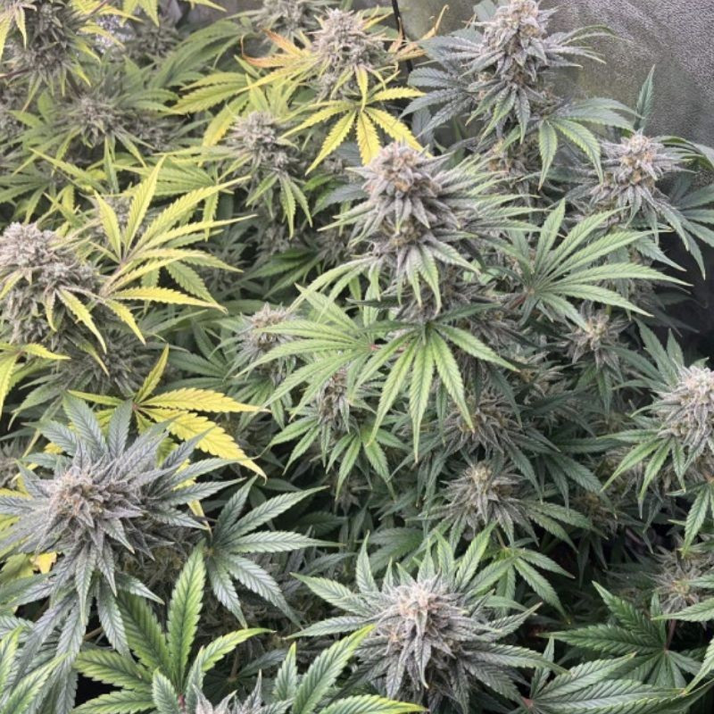 DoSiDos Auto - Hanfsorte, Cannabissamen