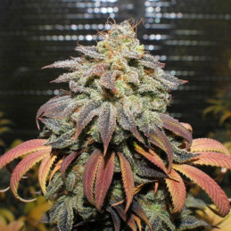 Coffee Ryder Auto - Hanfsorte, Cannabissamen