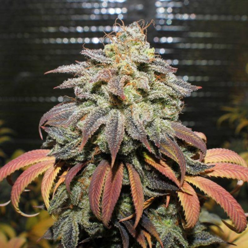 Coffee Ryder Auto - Hanfsorte, Cannabissamen