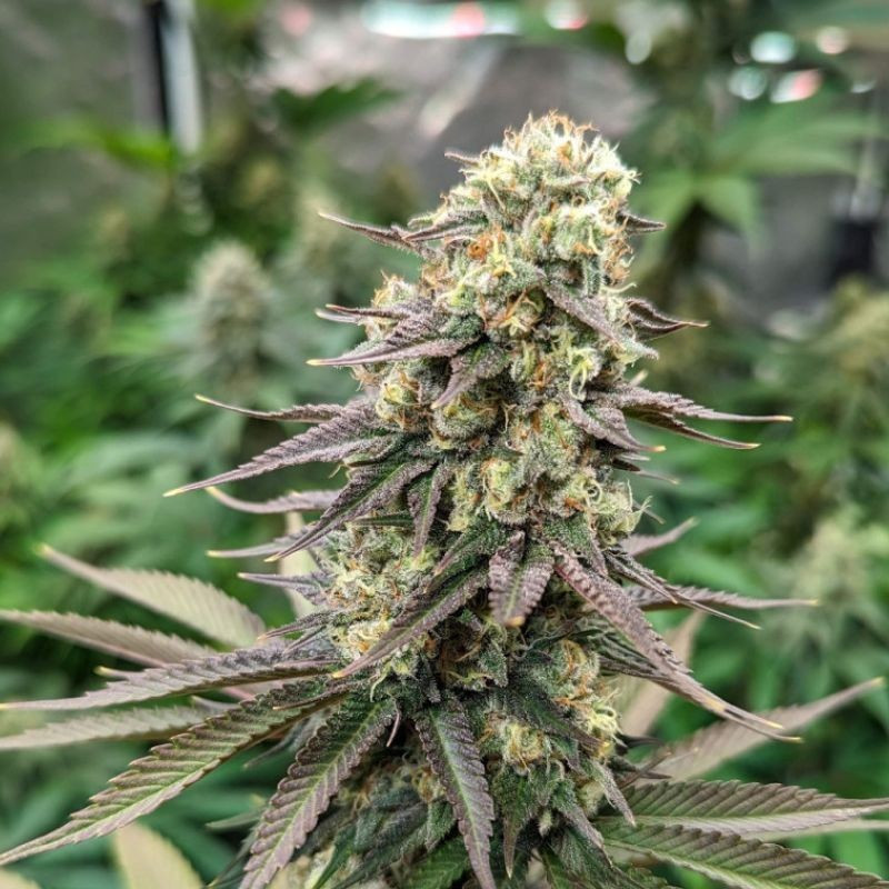 Critical CBD - Hanfsorte, Cannabissamen