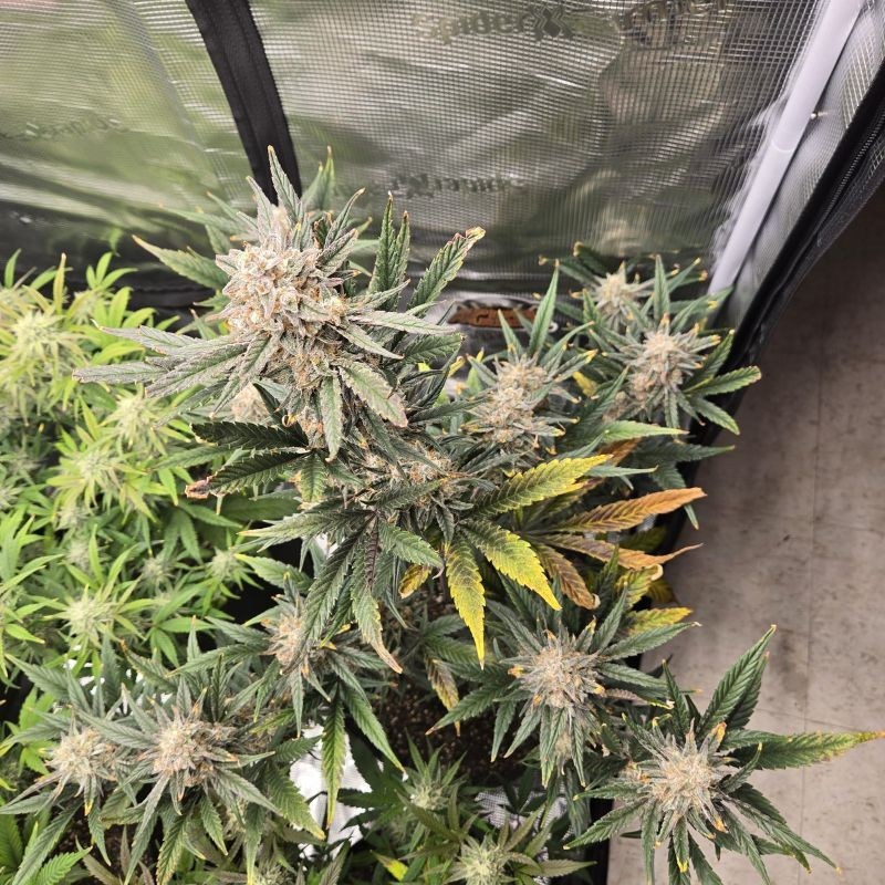 Banana Flower - Hanfsorte, Cannabissamen