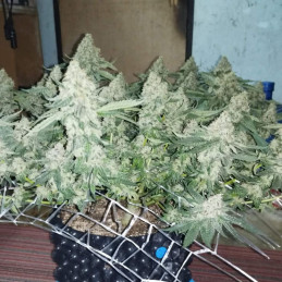 Coffee Ryder - Hanfsorte, Cannabissamen