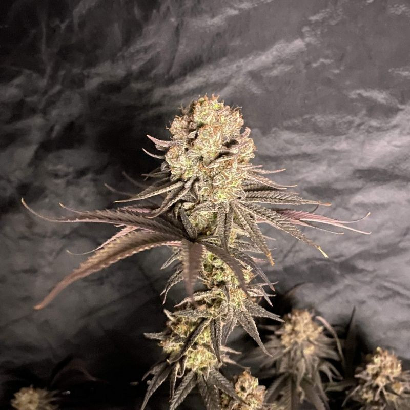 RoboCop - Hanfsorte, Cannabissamen