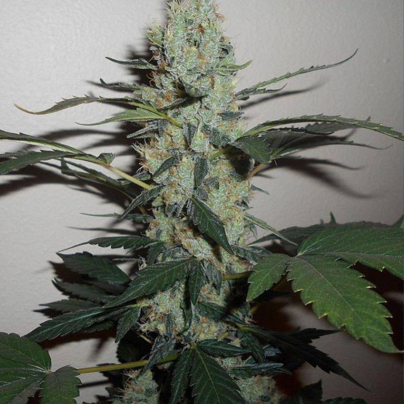 Green Crack - Hanfsorte, Cannabissamen