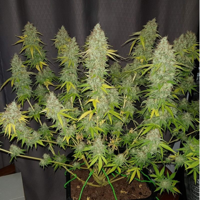 Caramel King CBD - Hanfsorte, Cannabissamen