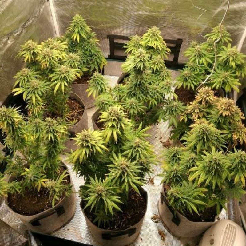 Watermelon Auto - Hanfsorte, Cannabissamen