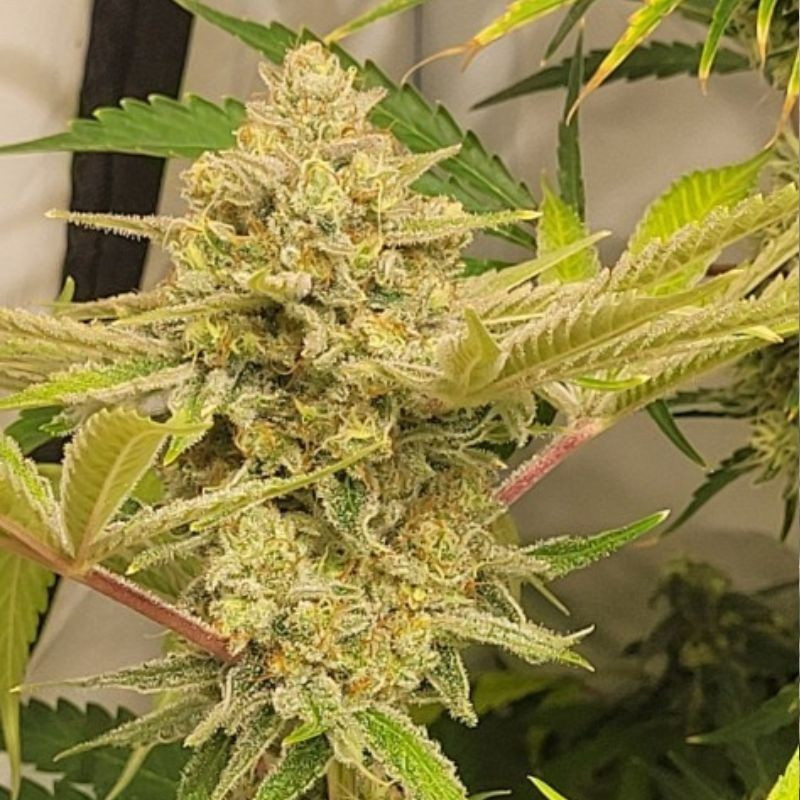 Caramel King Auto - Hanfsorte, Cannabissamen