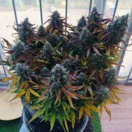 Blueberry Auto - Hanfsorte, Cannabissamen