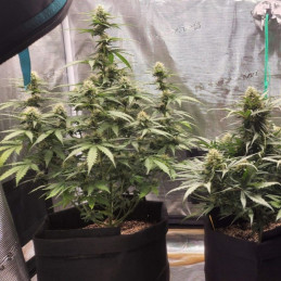 Special Haze - Hanfsorte, Cannabissamen