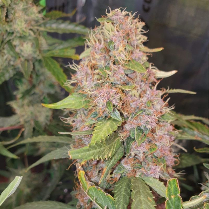 Purple Kush - Hanfsorte, Cannabissamen