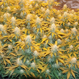 Great White Shark - Hanfsorte, Cannabissamen