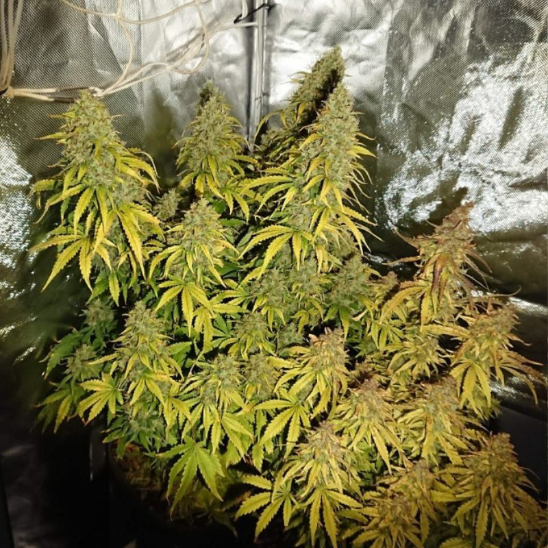 Durban Poison - Hanfsorte, Cannabissamen