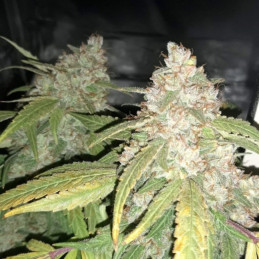 Afghan Kush - Hanfsorte, Cannabissamen