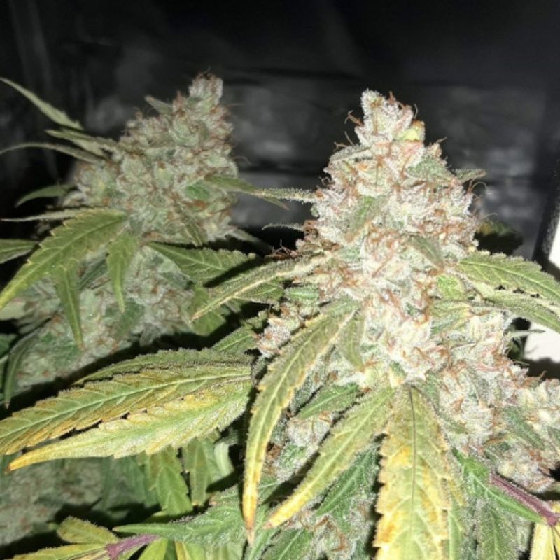 Afghan Kush - Hanfsorte, Cannabissamen