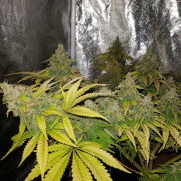 OG Kush - Hanfsorte, Cannabissamen