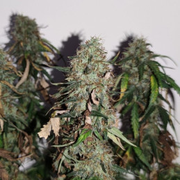 Gorilla Cookies - Cannabissamen