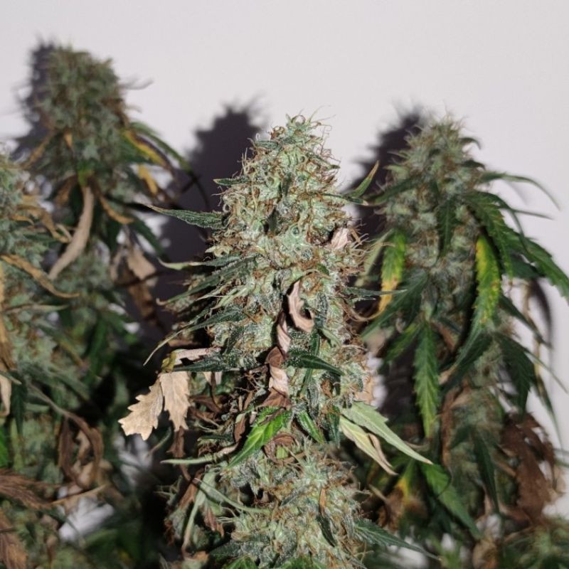 Gorilla Cookies - Cannabissamen