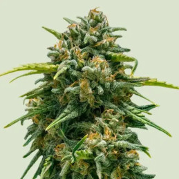 Sweet Skunk Auto - feminisierte Cannabissamen