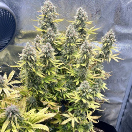 Girl Scout Cookies Auto