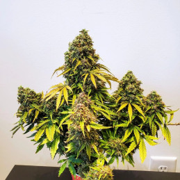 CBD Charlotte’s Angel