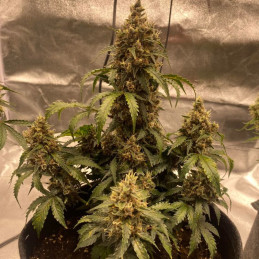 Big Devil F1 Fast Version