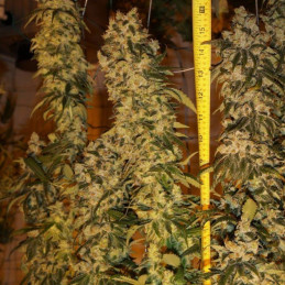 Auto Colorado Cookies