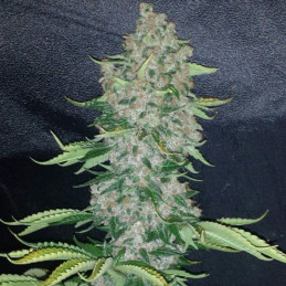 Blueberry Muffins CBD