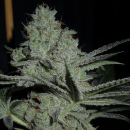 Citronella Sunrize Auto