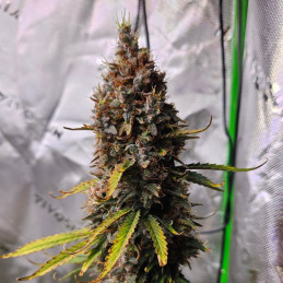 Cherry Pie Auto