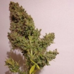 Auto Malawi X Northern Lights