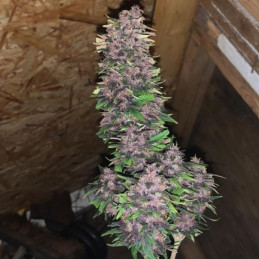 Auto Blackberry Moonrocks