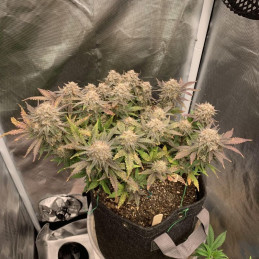 Caramel Auto
