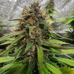 Durban Poison x Passion