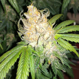 Gorilla Cookies Auto