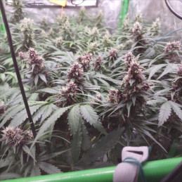 Auto Purple Glam Kush