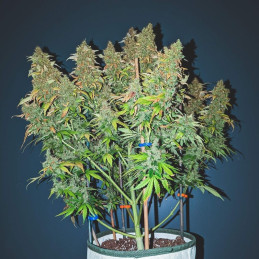 Auto Sweet Bourbon Kush