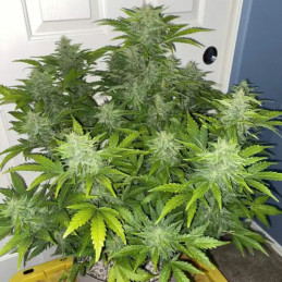 Original Auto Russian