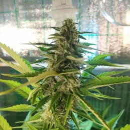 AK Skunk Auto