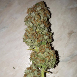 Lemonberry Haze Auto