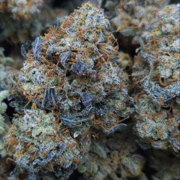 Auto Blueberry Ghost OG