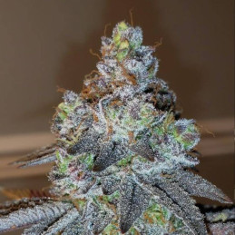 Blue Bullet Auto