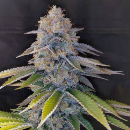 CBD Enriched Warlock