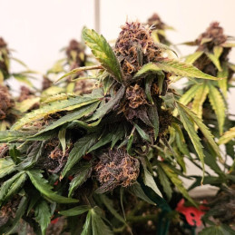 Red Gorilla Girl XL Auto